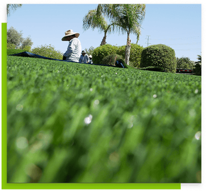 chandler-close-view-of-grass