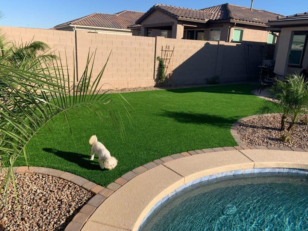 dog-in-the-yard-with-a-pool-min-1024x768