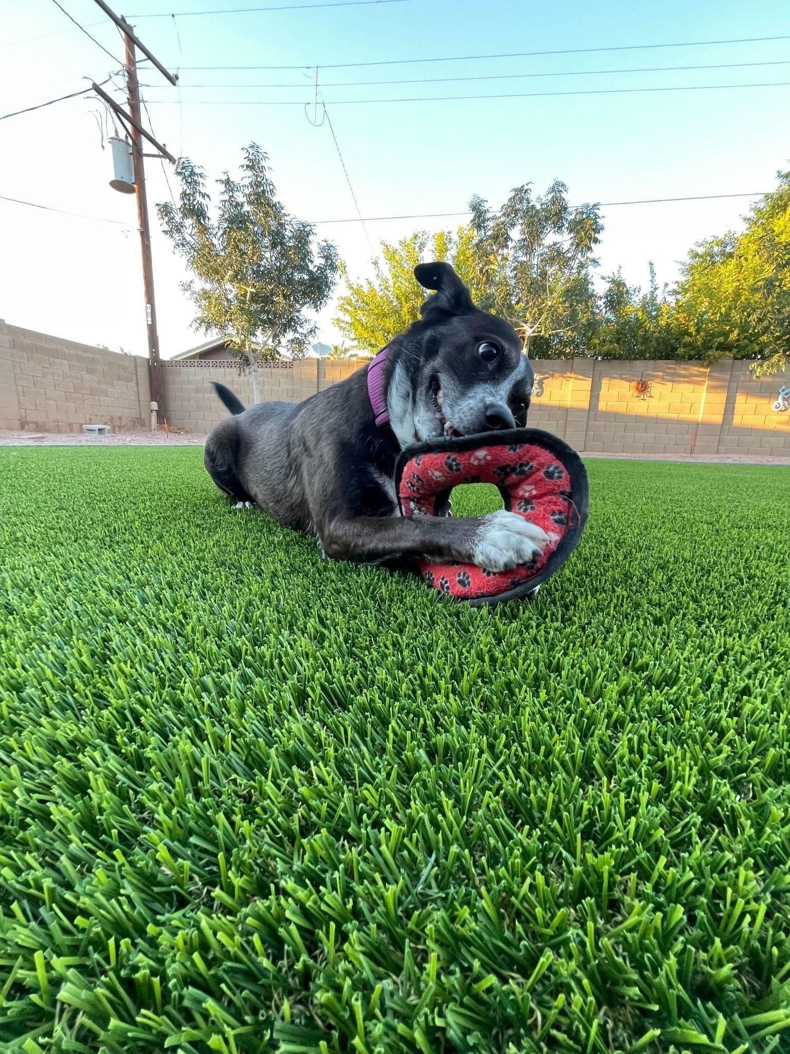 dog-playing-in-the-yard-min