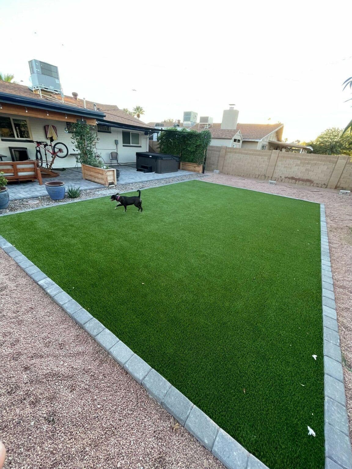 dog-walking-in-the-grass-1152x1536