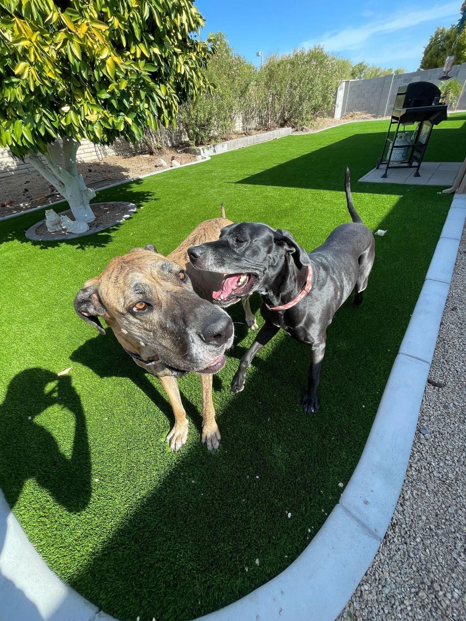 dogs-at-backyard-with-synthetic-grass-min