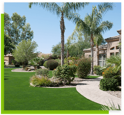 front-lawn-road-palm-trees-bushes