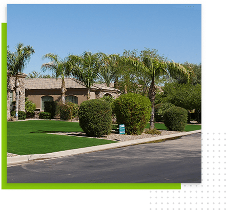 front-view-palm-trees-bushes