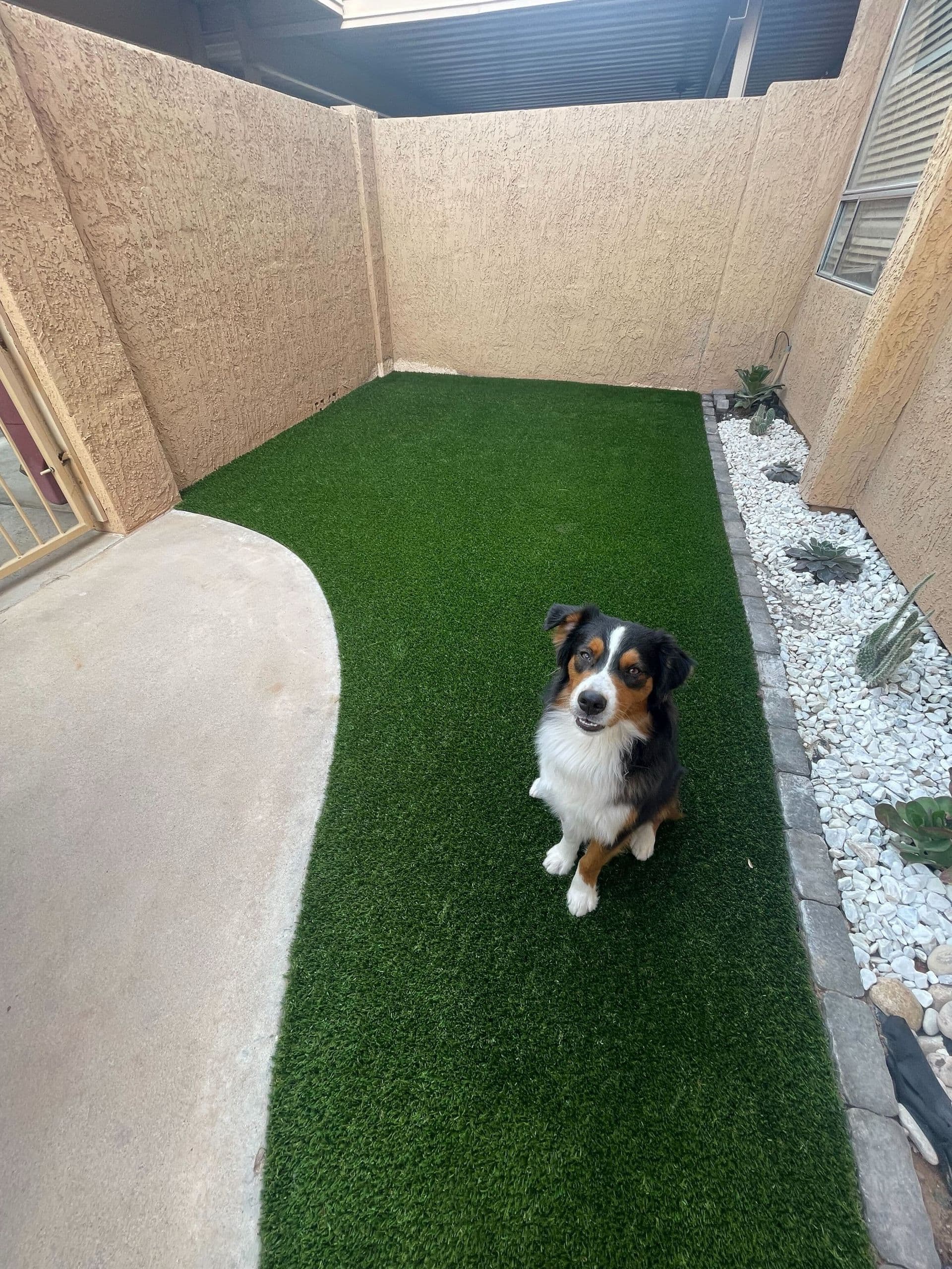 dog on pet turf