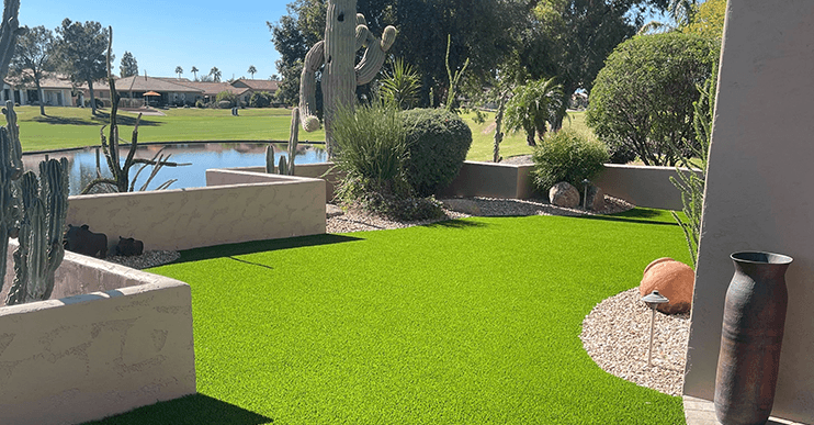yard-with-desert-plants