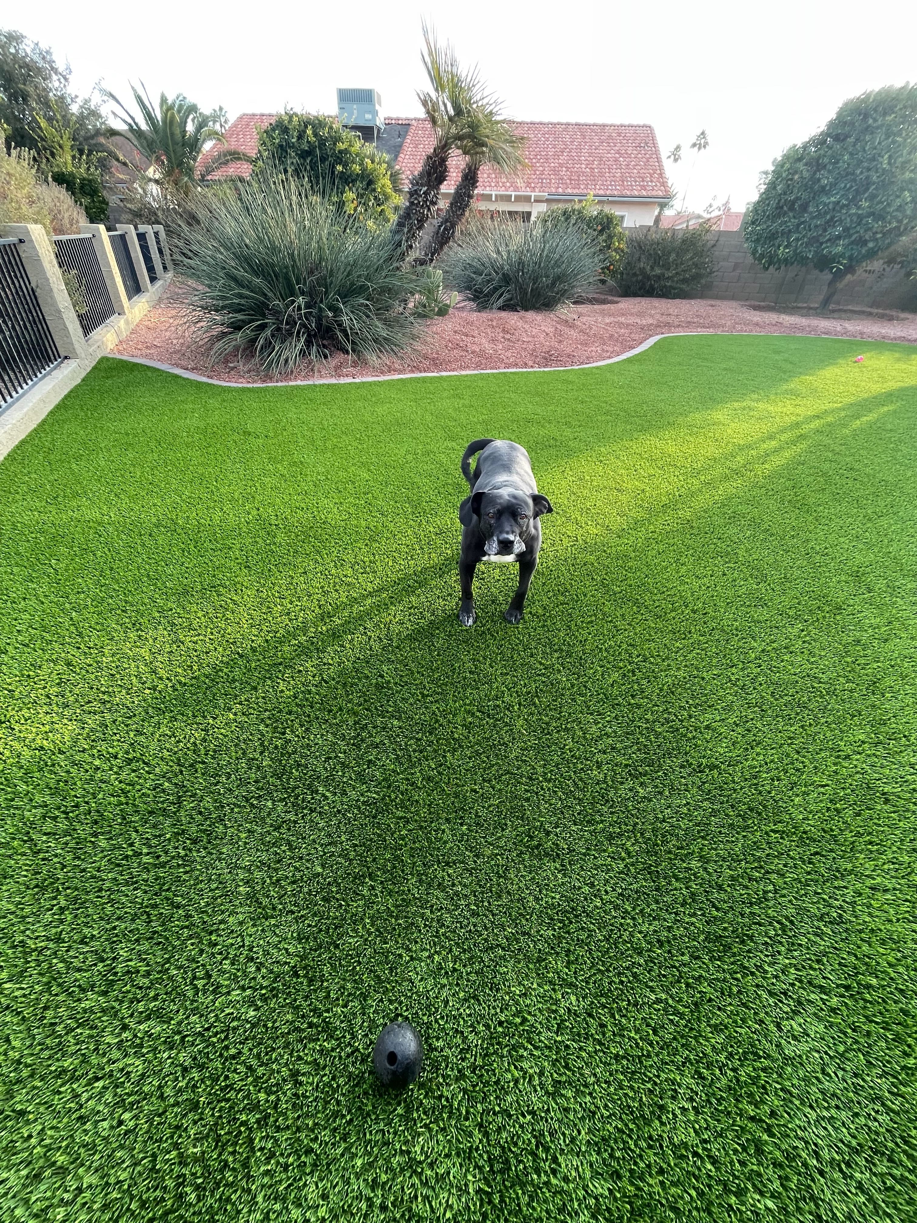 Dog run artificial grass Arizona