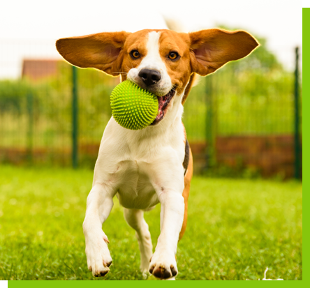 Dog with a ball in his mouth on the green lawn | Always Green Turf - Premier Provider of Artificial Grass & Turf in the Phoenix, Arizona area