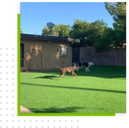 Two dogs playing on green grass | Always Green Turf - Premier Provider of Artificial Grass & Turf in the Phoenix, Arizona area