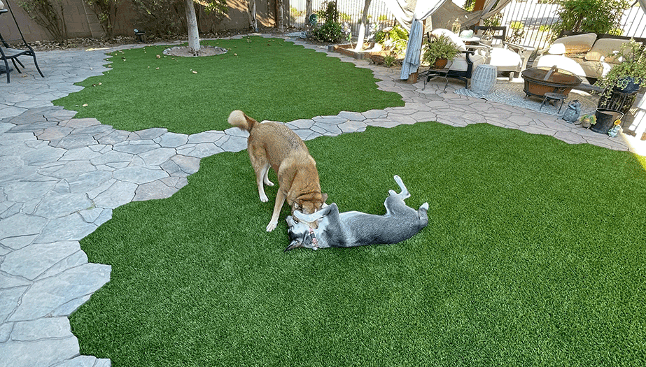 Always Green Turf | Two dogs playing on a beautiful green lawn